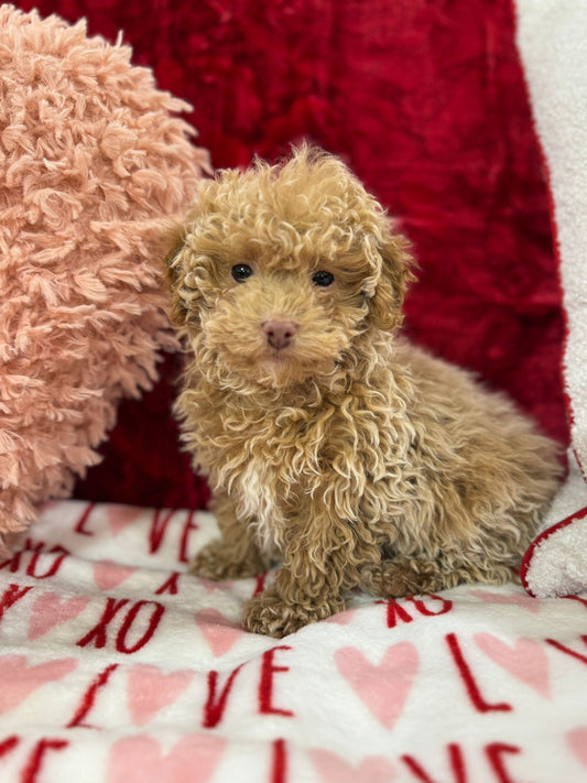 Landon (Toy Poodle)