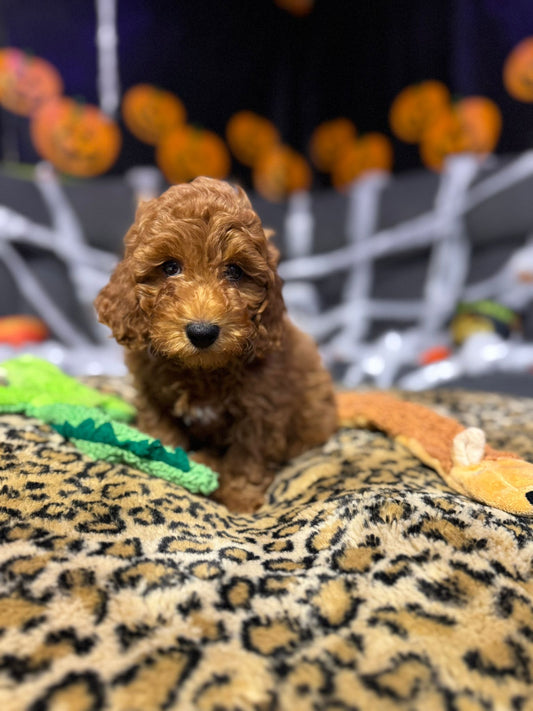 Lino (Toy Poodle)