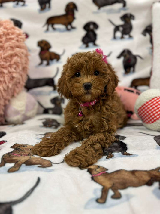 Lucy (F2 Labradoodle )