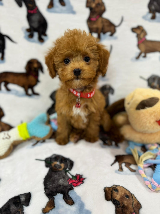 MIKI (Toy Poodle)