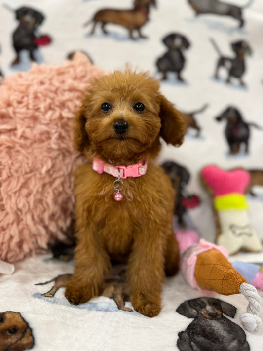 MILA (Toy Poodle)
