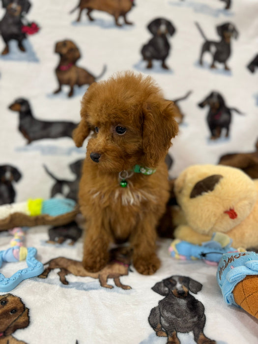 MILO (Toy Poodle)