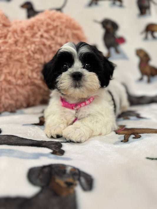 Olivia (Shichon Teddy Bear)