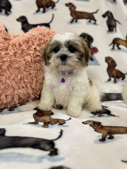 Ora (Shichon Teddy Bear)