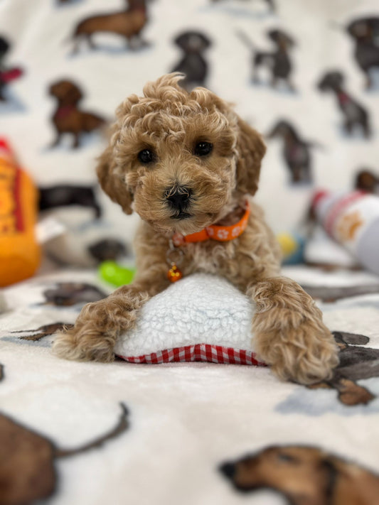 Perry (Toy Bichon Poodle)