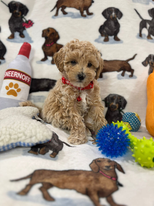 Pluto (Toy Bichon Poodle)