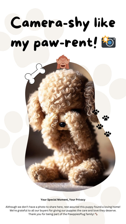 Chloe (Mini-Poodle)