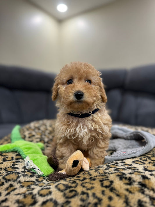 REX (Toy Poodle)