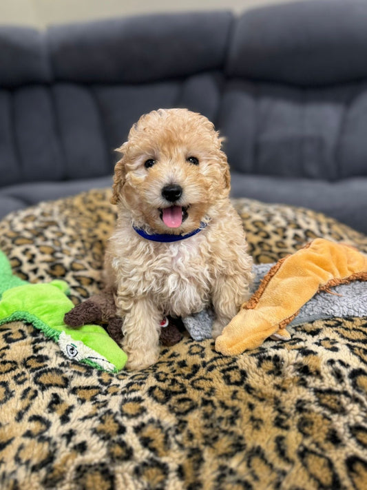 ROCKY (Toy Poodle)