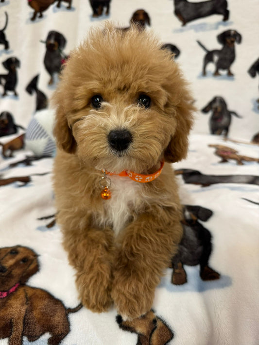 Santi (Toy/Mini Poodle)
