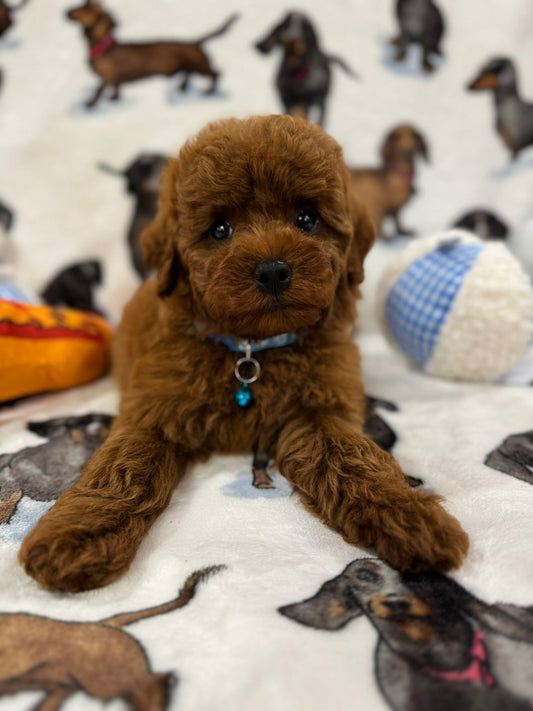 Saul (Toy Poodle)