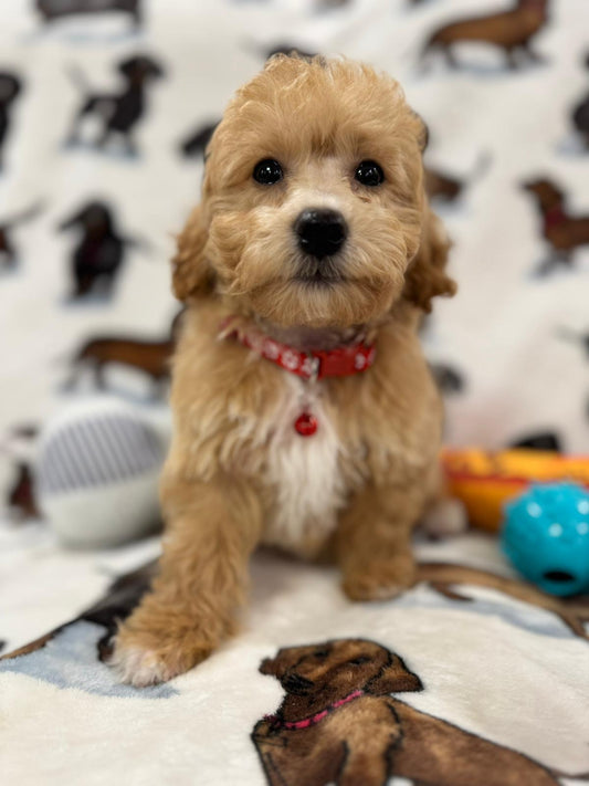 Stan (Toy/Mini Bichon Poodle)