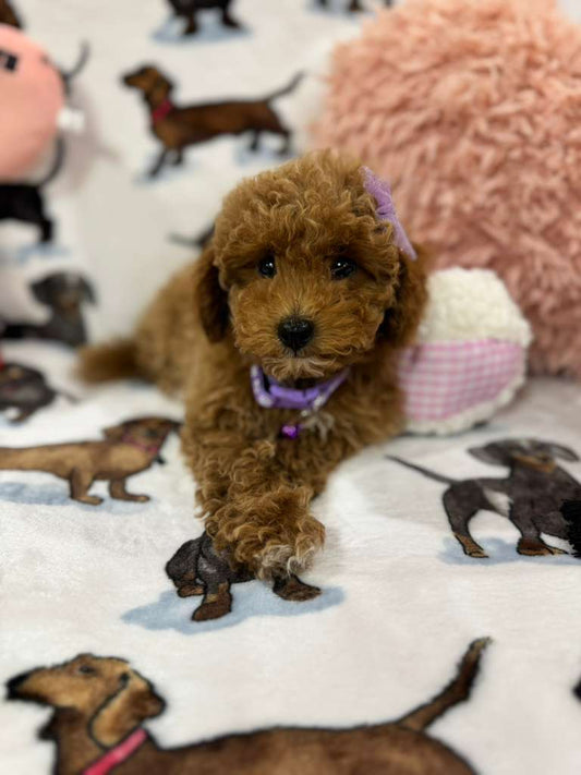 Stella (Toy/Mini Poodle)