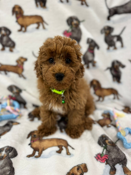 TAZ (Toy Poodle)