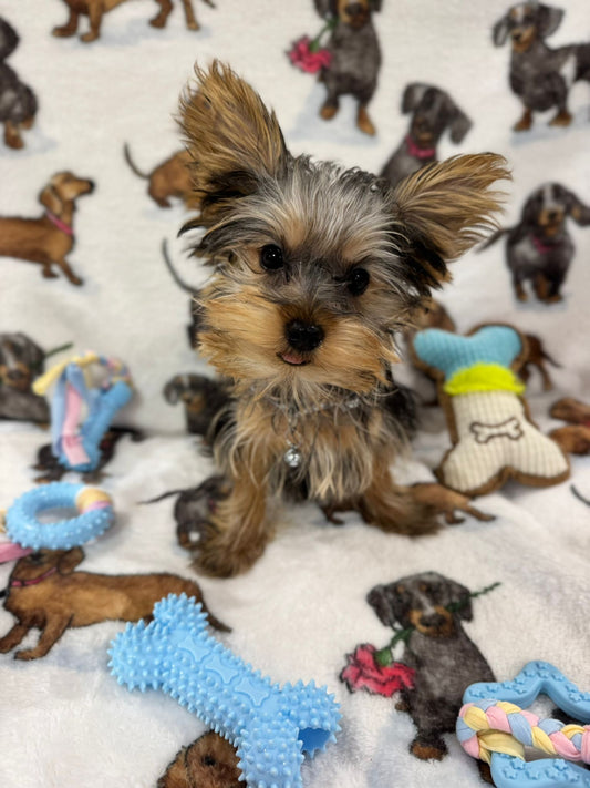 TITAN (Teacup Yorkie)