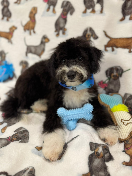 TOM (Miniature Poodle)