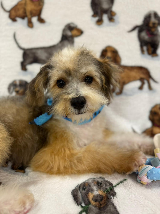 TONY (Toy/Miniature Poodle)