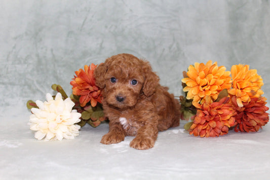 Tay (Miniature Poodle)