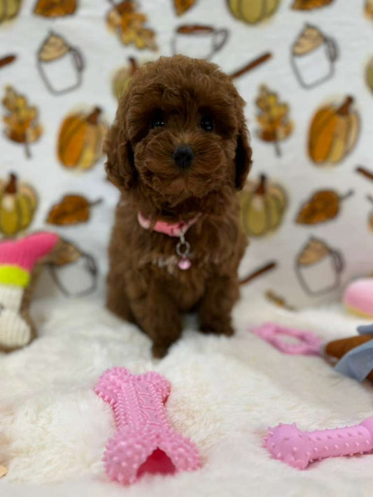 BREE (Red Toy Poodle)
