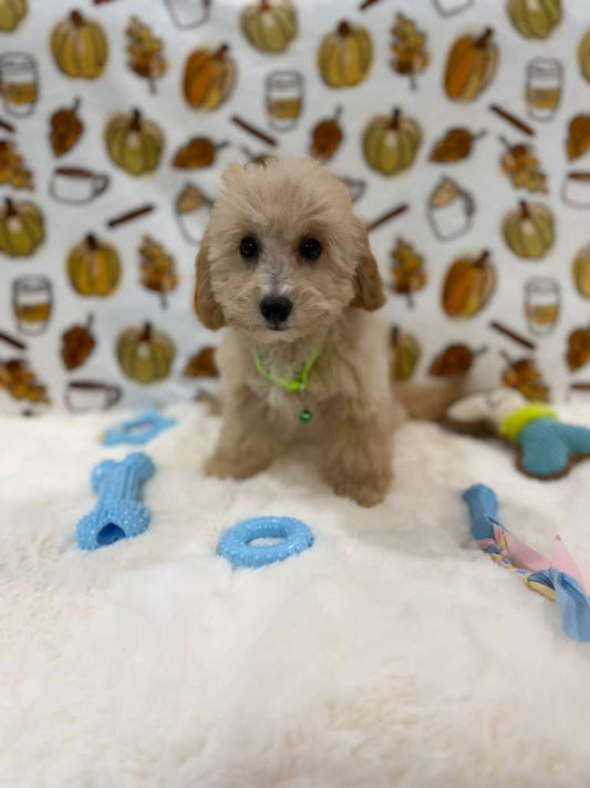 ROBBY (Bichon Poodle)