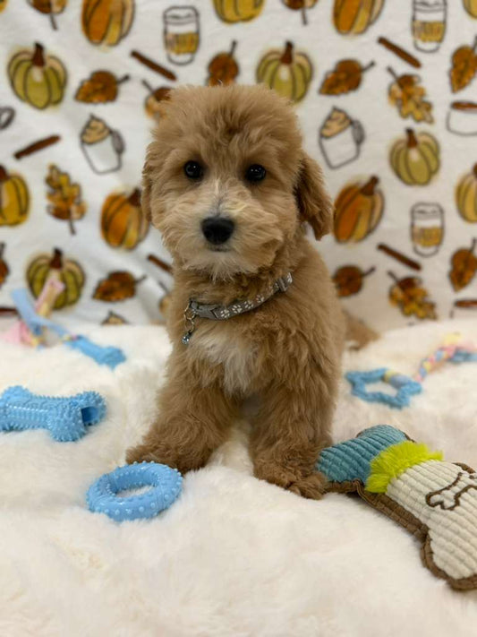 RIO (Bichon Poodle)