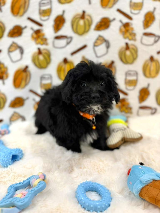 KYLE (Mini Poodle)