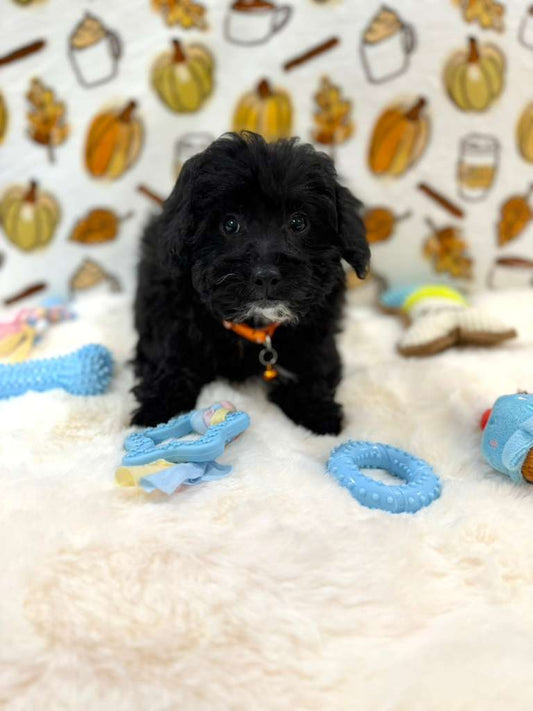 KYLE (Mini Poodle)