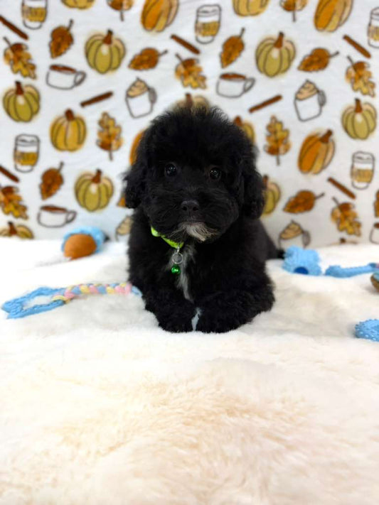 KENNY (Mini Poodle)
