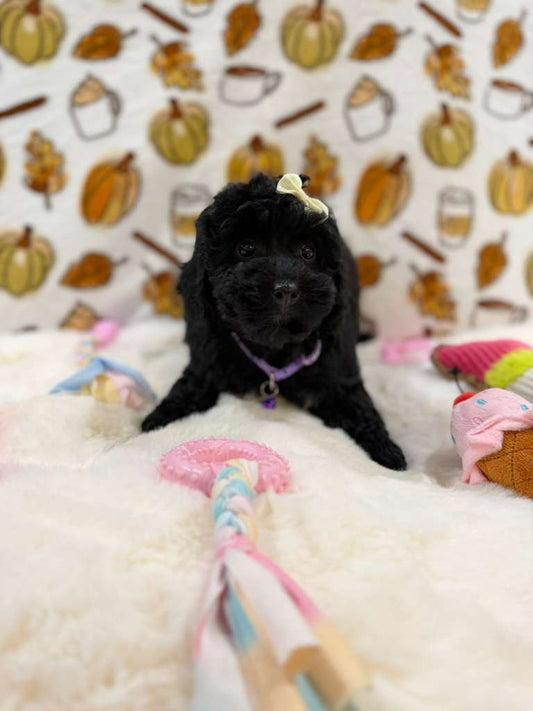 KAIYA (Mini Poodle)
