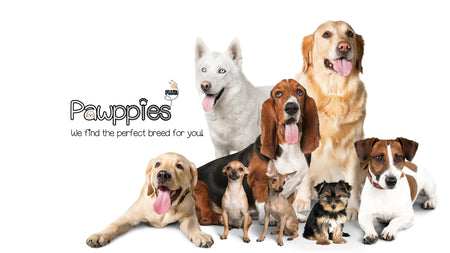 Discovering Dog Breeds: A Guide to Finding Your Perfect Canine Companion