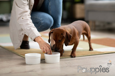 The Ultimate Guide to Dog Food: Nourishing Your Canine Companion with PAWPPIES PLUG