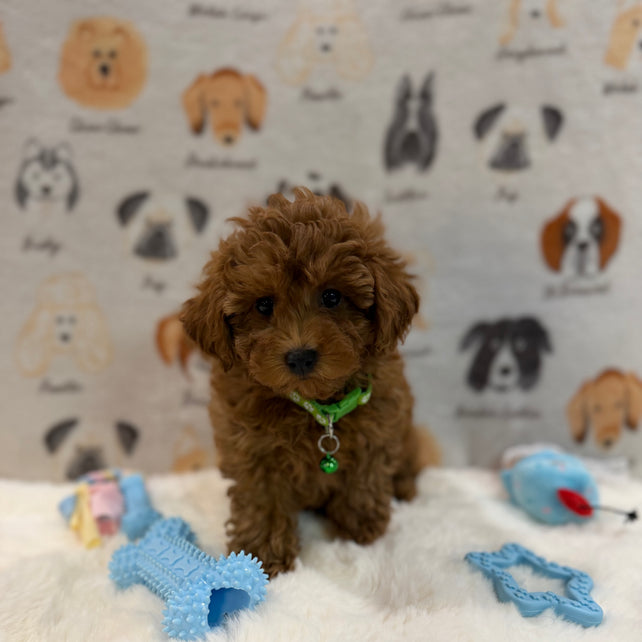 BUDDY (AKC Toy Poodle)