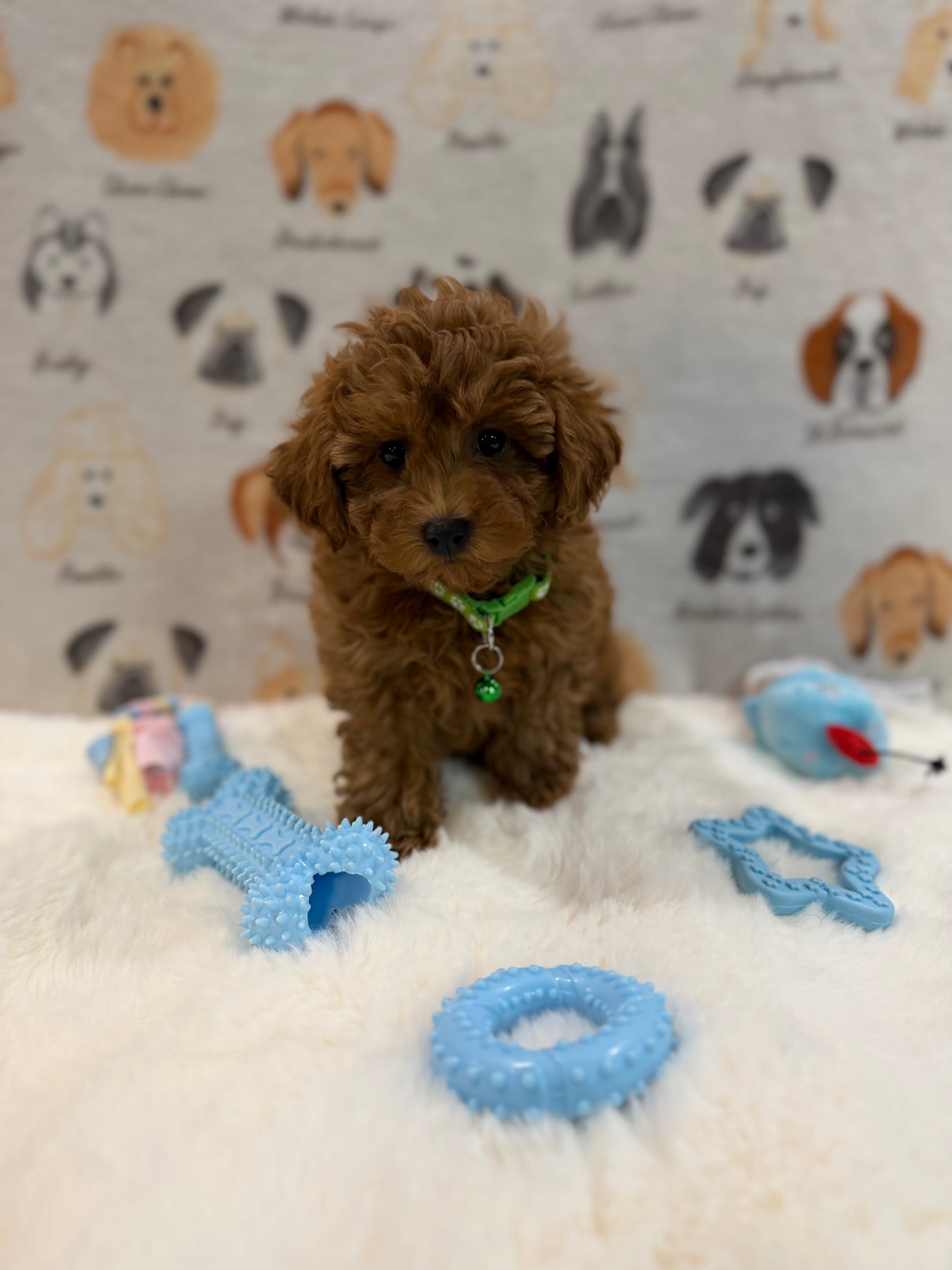 BUDDY (AKC Toy Poodle)