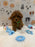 BUDDY (AKC Toy Poodle)