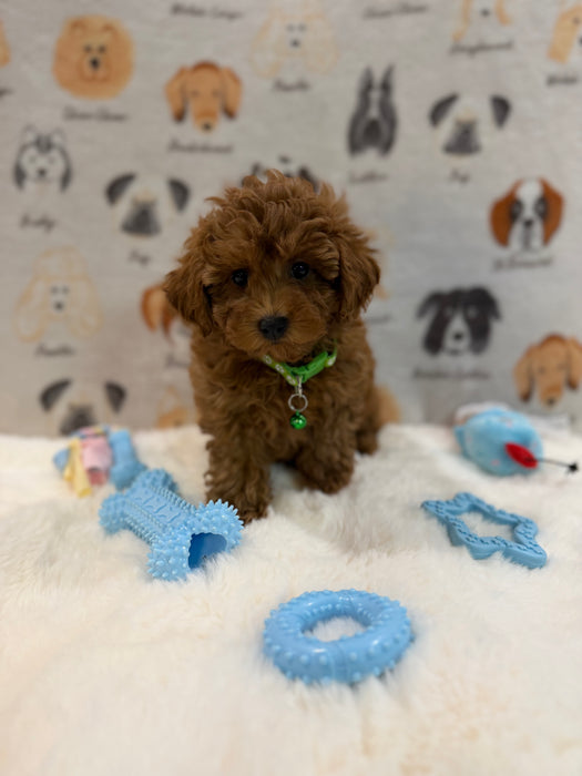 BUDDY (AKC Toy Poodle)
