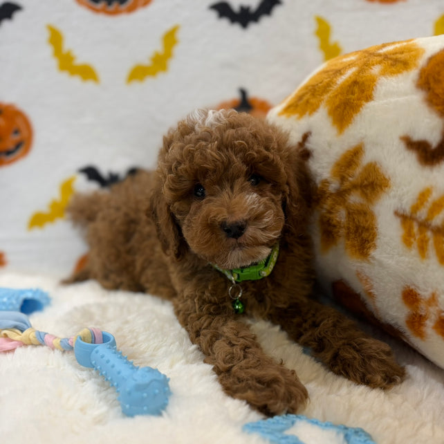 BAXTER (AKC Mini Poodle)