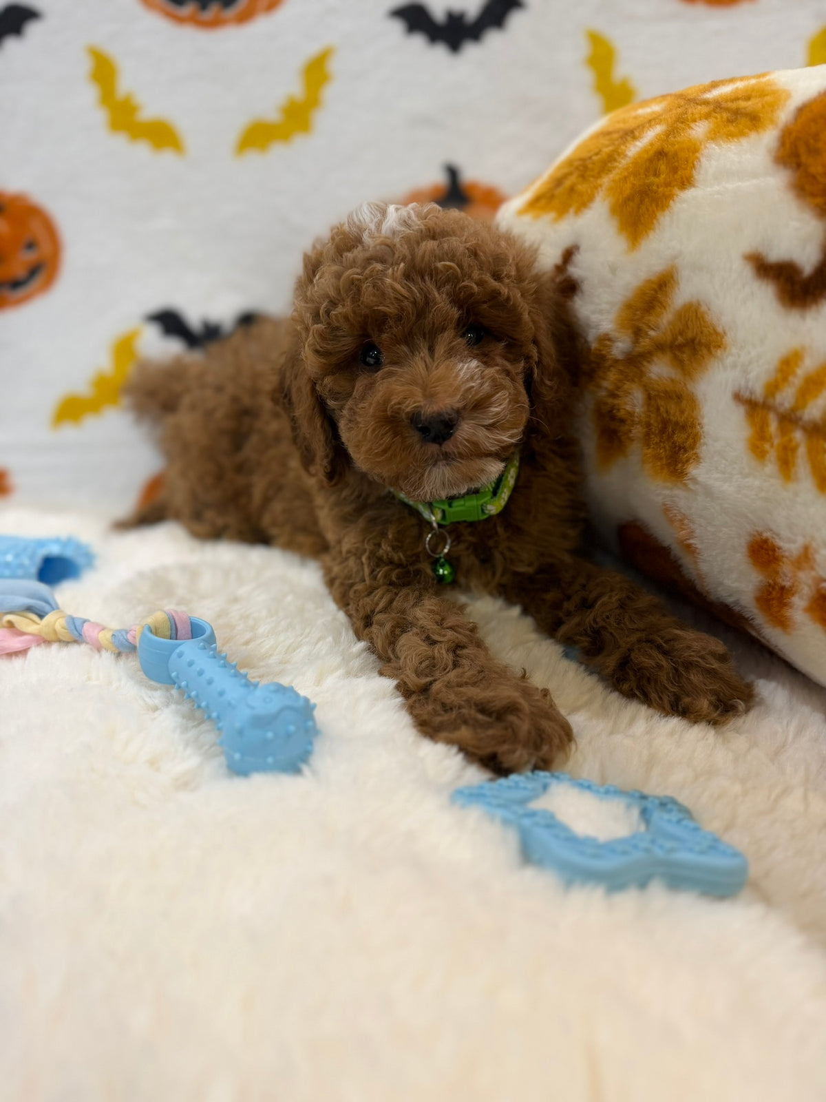 BAXTER (AKC Mini Poodle)