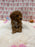 Bunny (Toy Poodle)