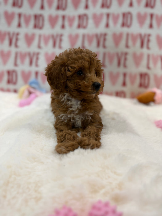 Bunny (Toy Poodle)
