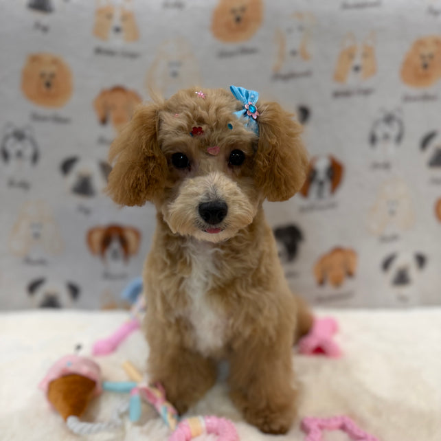 MILLY (Bichon-Poodle)