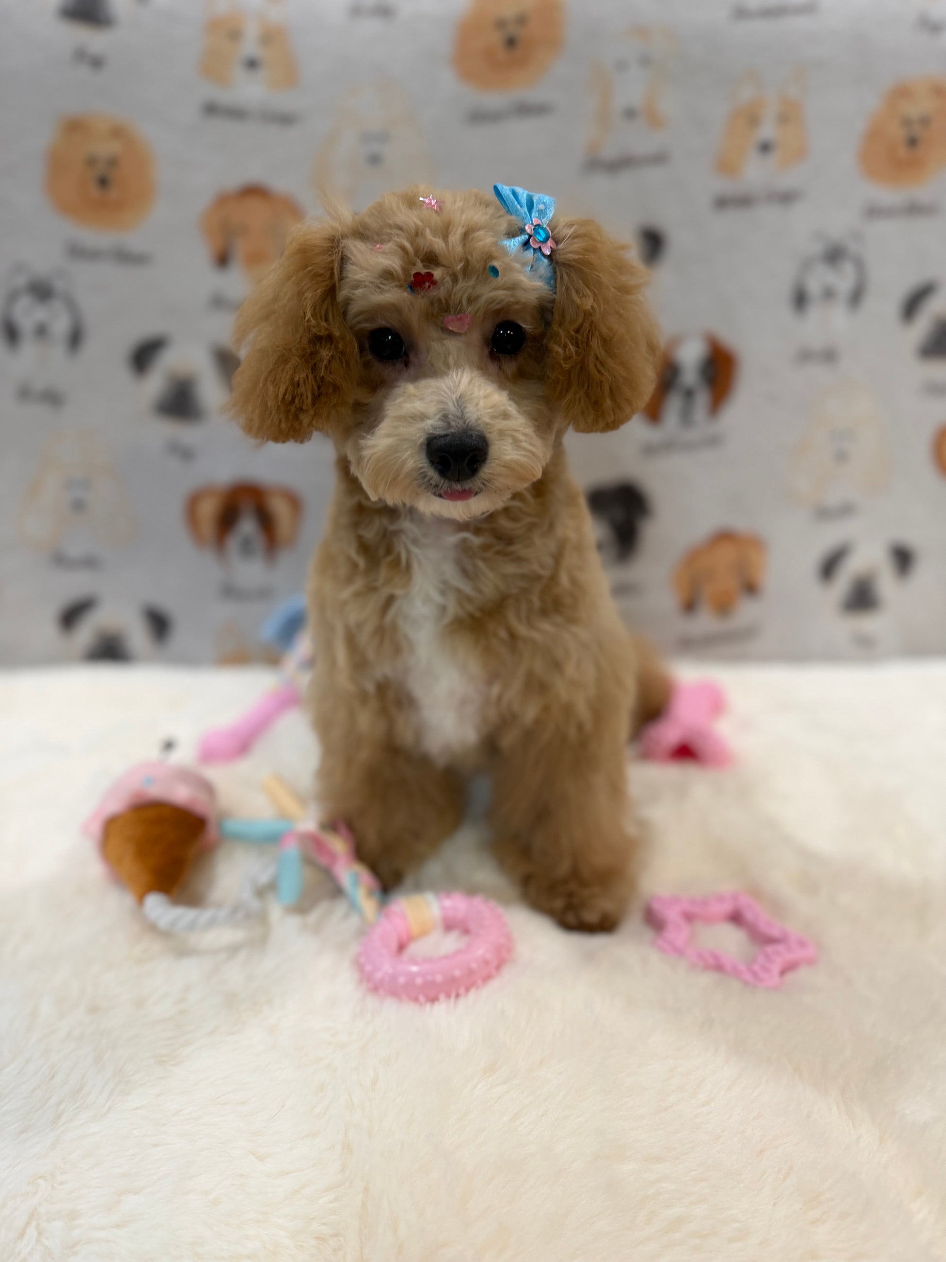 MILLY (Bichon-Poodle)