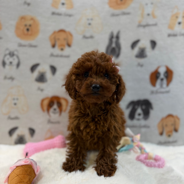JENNY (Red AKC Toy Poodle)