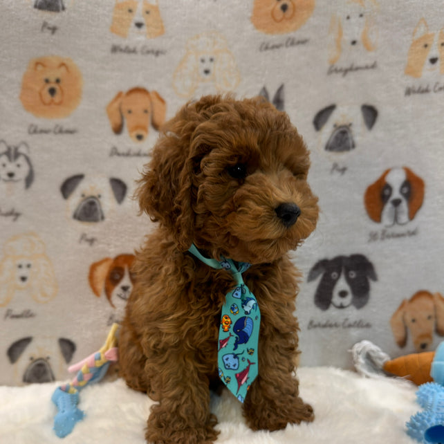TOBY (AKC Mini Poodle)
