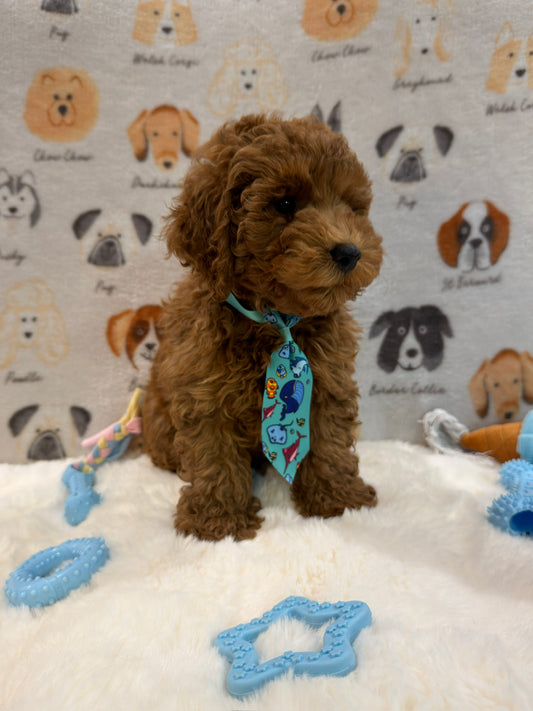 TOBY (AKC Mini Poodle)