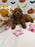 REYNA (ACA Mini Poodle)