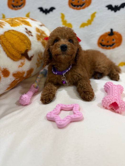 REYNA (ACA Mini Poodle)