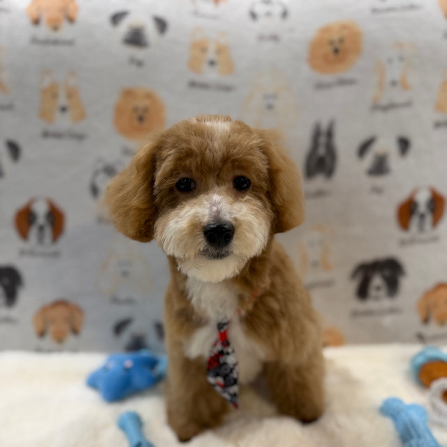 KITH (Maltese-Poodle)