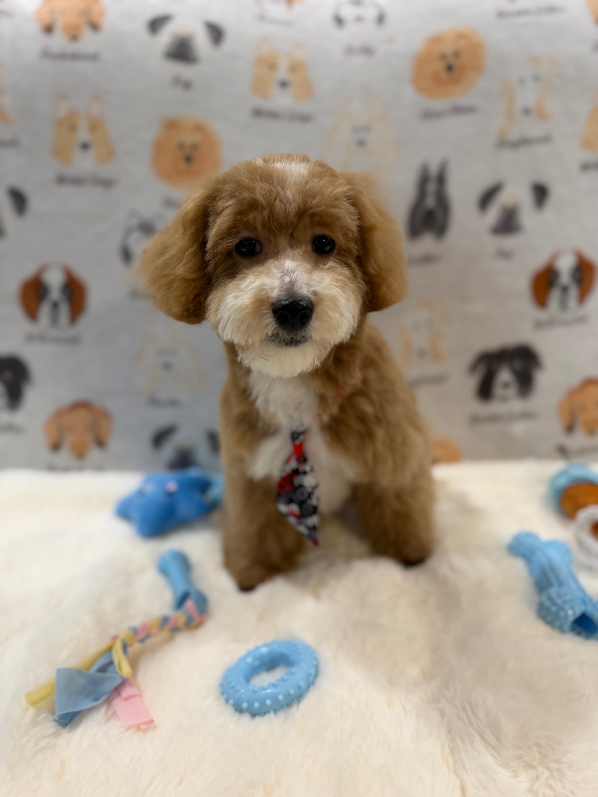 KITH (Maltese-Poodle)