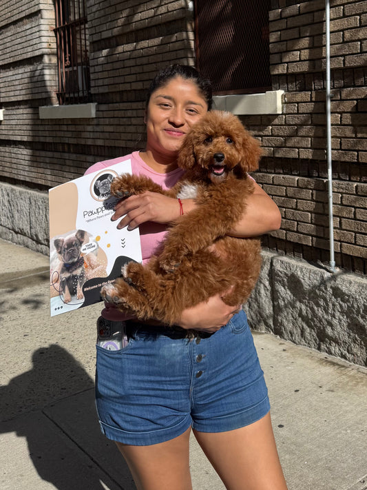 TUCKER (Toy/Mini Poodle)