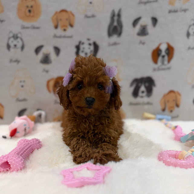JINA (Red AKC Toy Poodle)